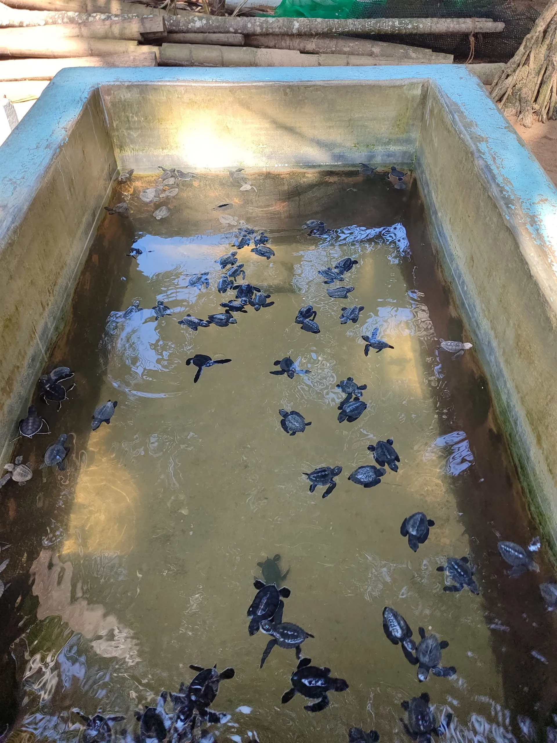 Junge Schildkröten in einem Becken der Schildkrötenstation bei Bentota