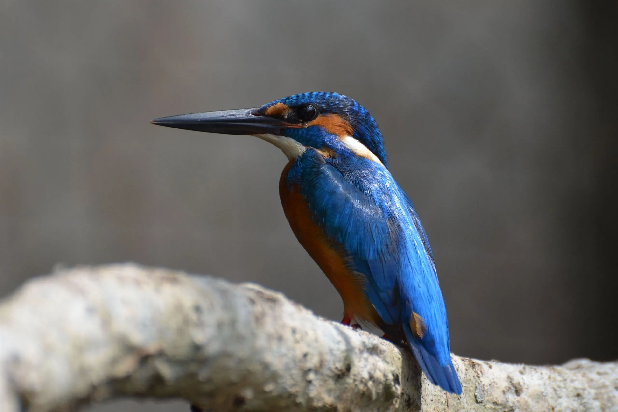 Ein blau-orangener Eisvogel auf einem ausgebleichten Ast