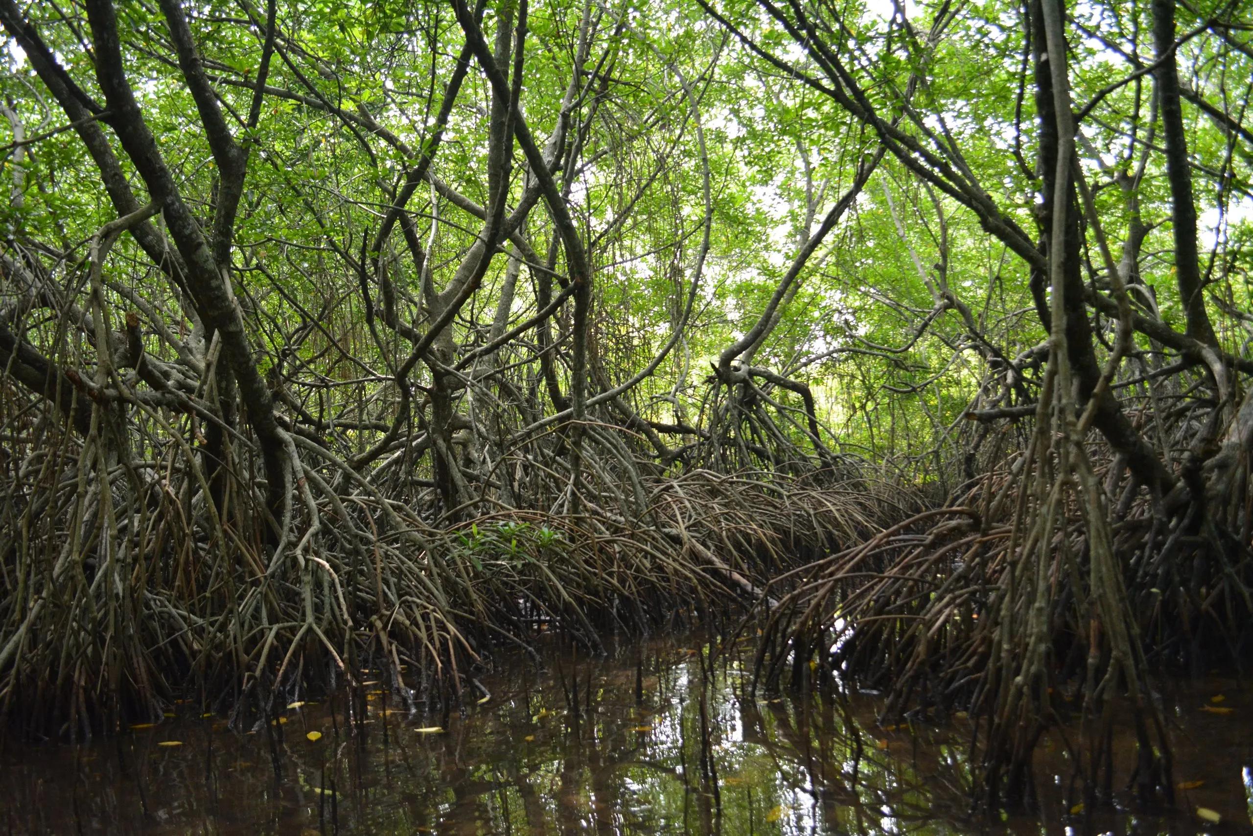 Mangrovenwurzeln, die sich über das Wasser des Bentota-Flusses wölben
