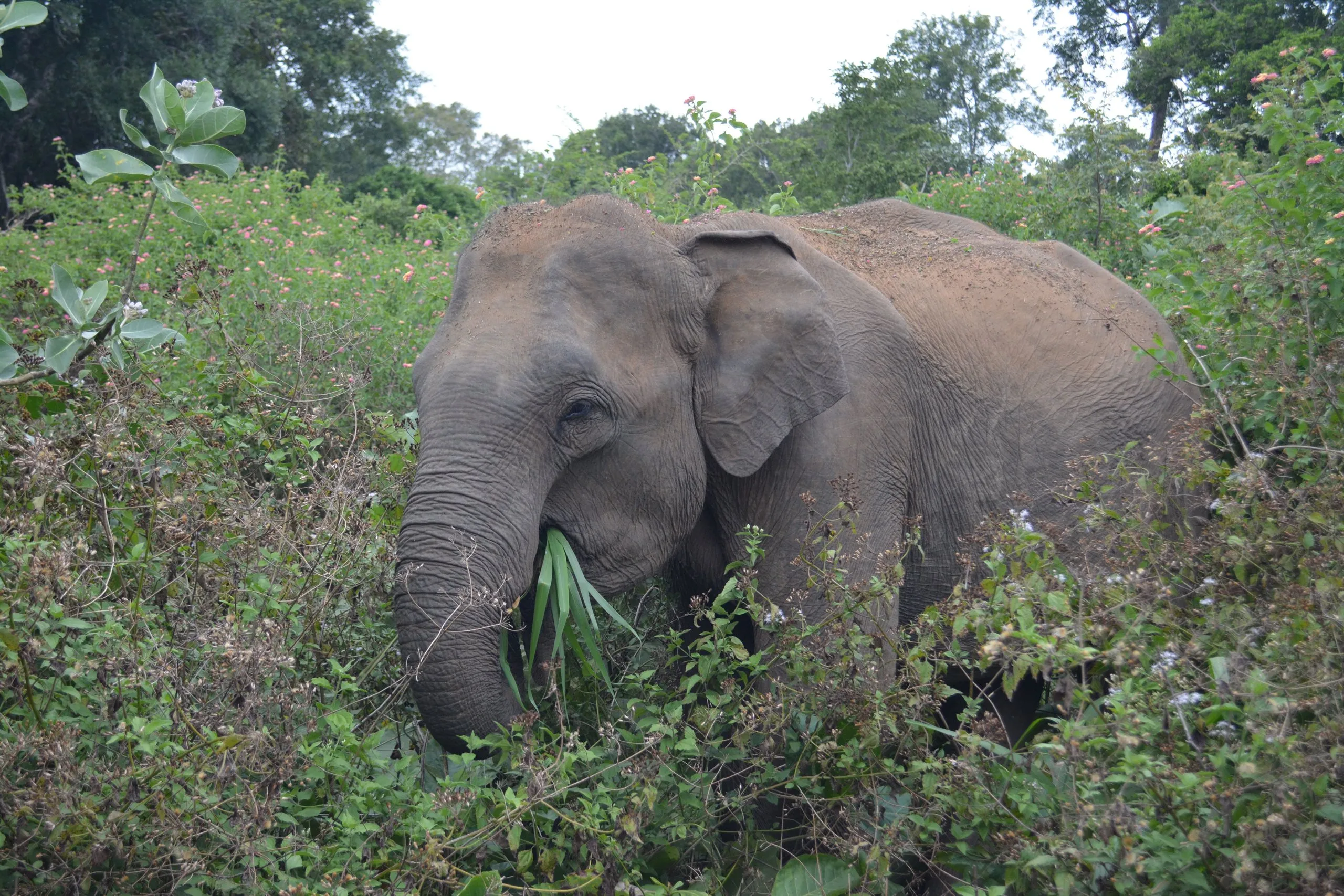 Ein Elefant frisst im blühenden Buschland des Nationalparks