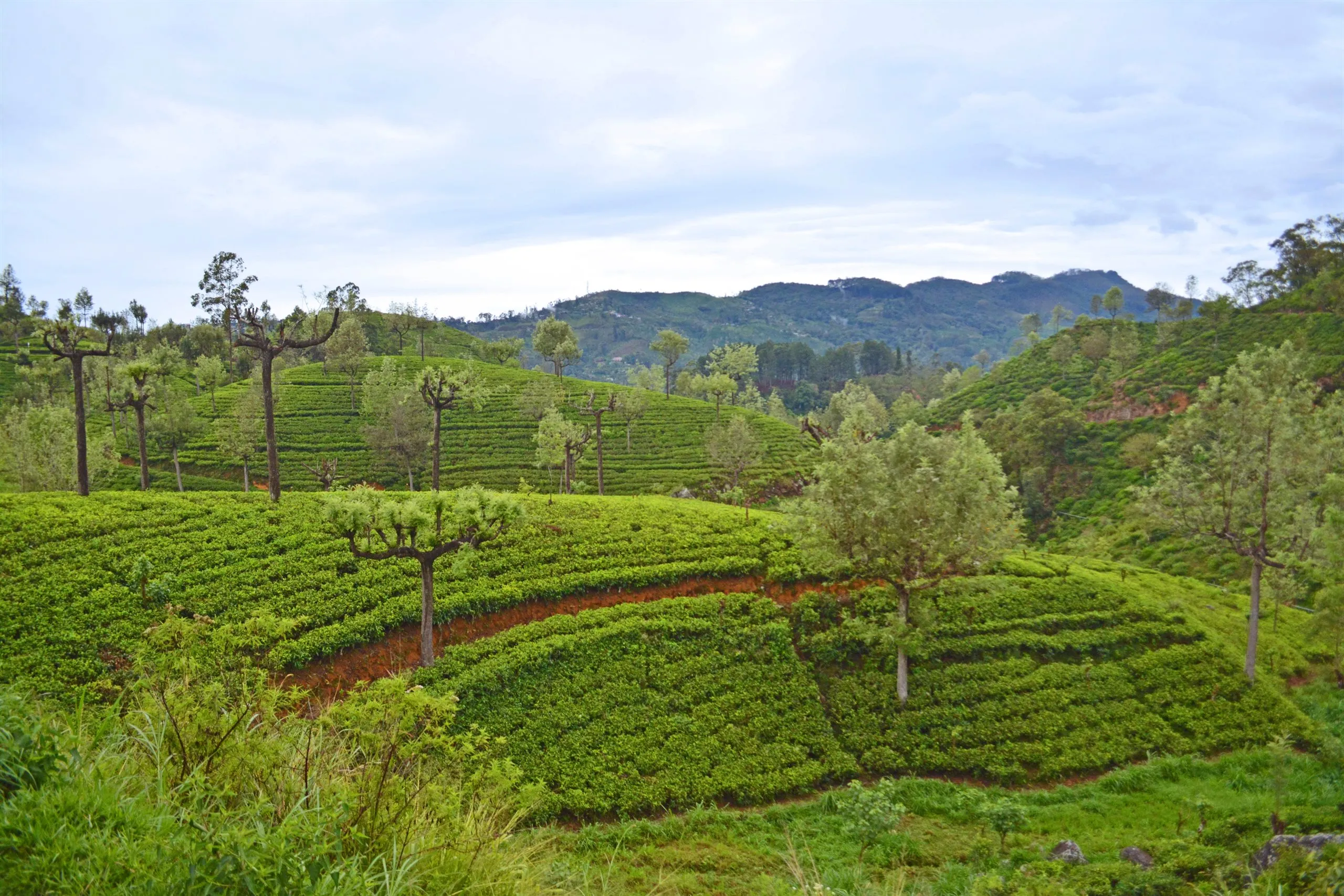 Teeplantagen an den Hängen bei Nuwara Eliya