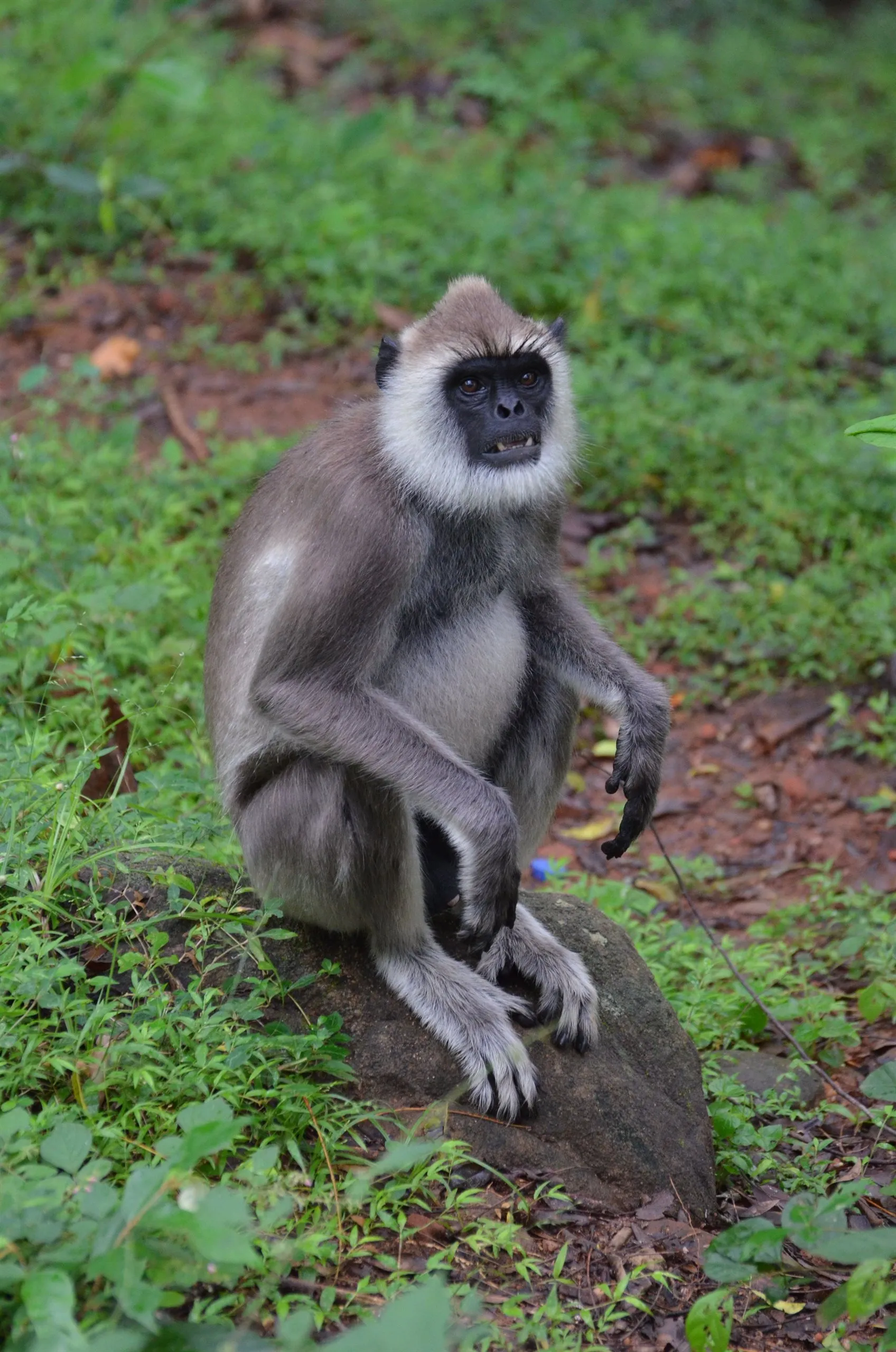 Ein grauer Langur mit schwarzem Gesicht auf einem Felsblock