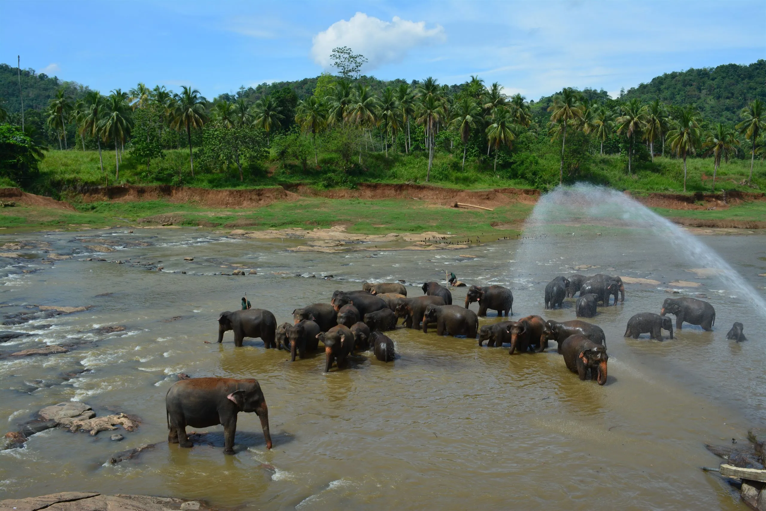 Die Elefantenherde badet im Fluss von Pinnawala, Wasser spritzt