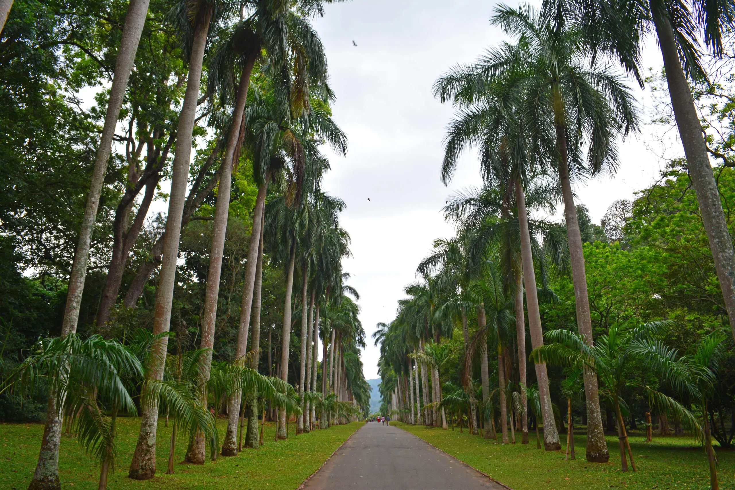 Die Königspalmenallee im botanischen Garten von Peradeniya