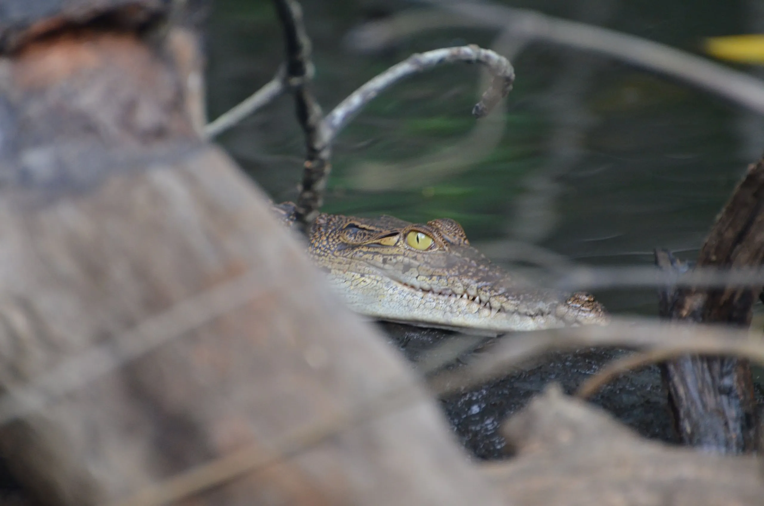 Ein junges Krokodil zwischen Mangrovenwurzeln am Bentota-Fluss
