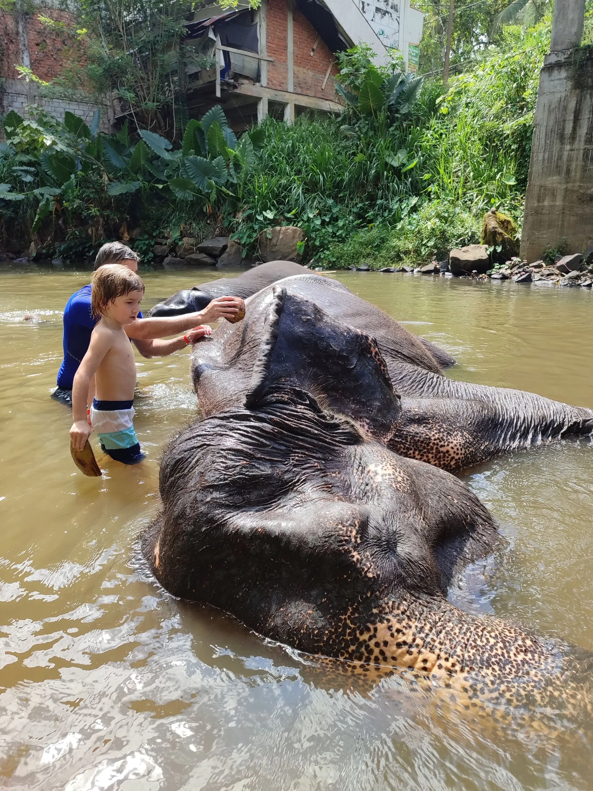 Ein Mann und ein kleiner Junge schrubben einen badenden Elefanten im Fluss